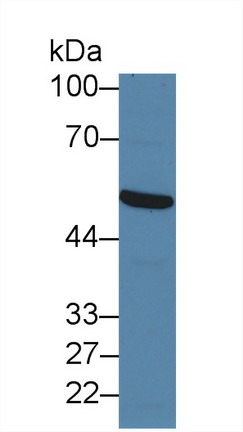 10144