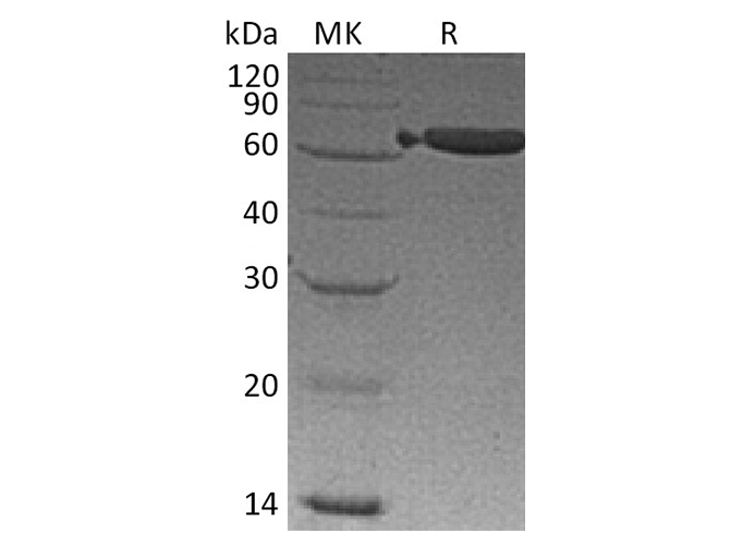 Валидация Elabscience PKSM041339(5233)