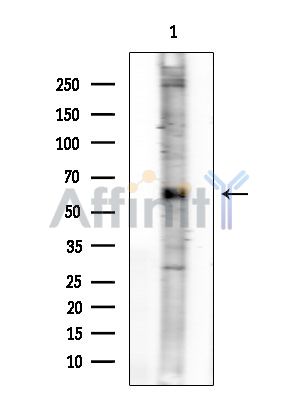 Валидация Affinity AF6607 - 3906