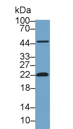13661