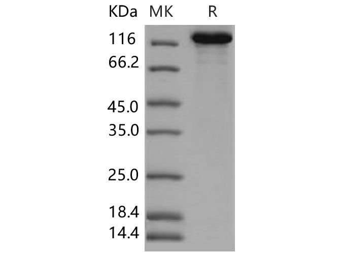 Валидация Elabscience PKSM040564(4551)