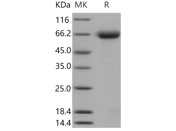 Валидация Elabscience PKSM040861(4818)