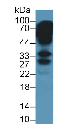 12676