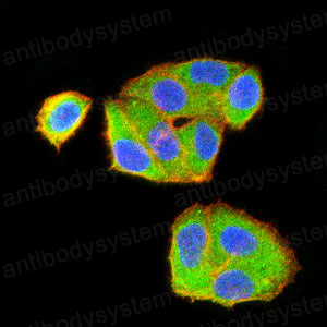 Валидация IF - AntibodySystem RHD66203