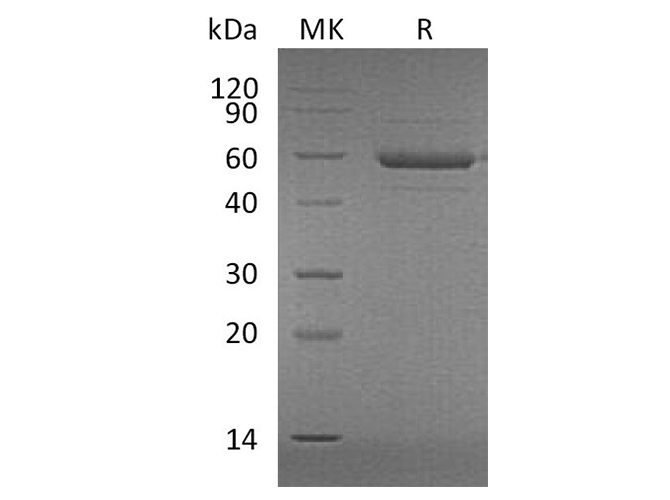 Валидация Elabscience PKSH033785(4056)