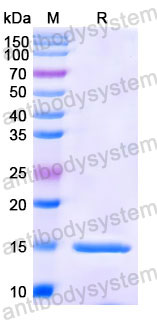 Валидация SDS-PAGE - AntibodySystem RHC12501