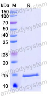 Валидация SDS-PAGE - AntibodySystem RHC99702