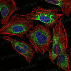 Валидация IF - AntibodySystem RHH05001