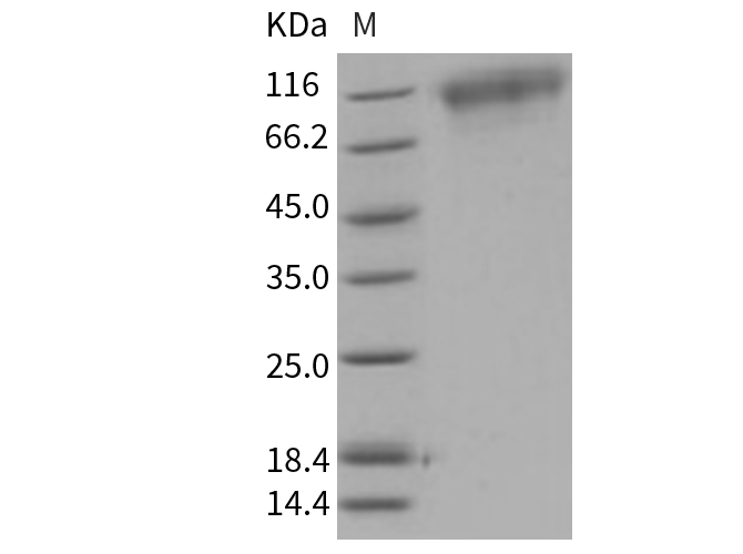 Валидация Elabscience PKSM040737(4709)