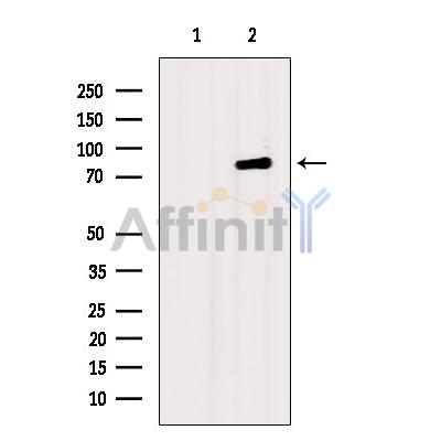 Валидация Affinity DF7792 - 19607
