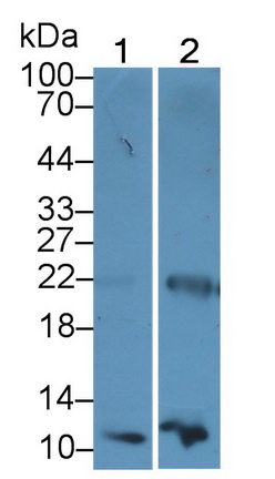 53376