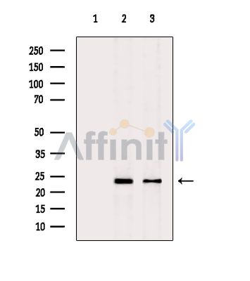 Валидация Affinity DF3221 - 14045