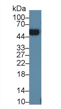 13519