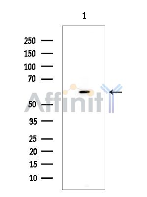 Валидация Affinity DF16010 - 12551