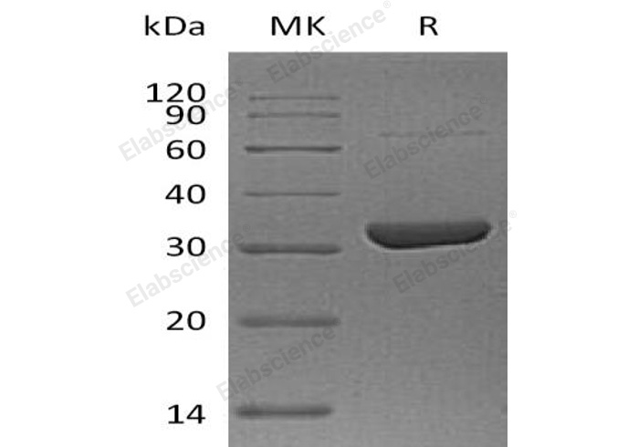 Валидация Elabscience PKSH032072(2620)