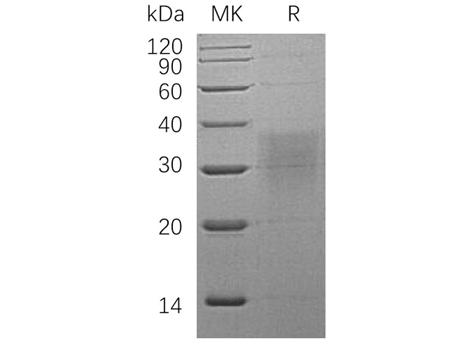 Валидация Elabscience PKSH033411(3736)