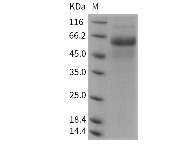 Валидация Elabscience PKSR030217(5575)