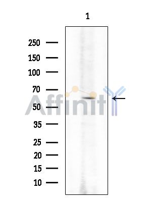 Валидация Affinity DF15703 - 12170