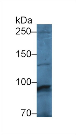 13095
