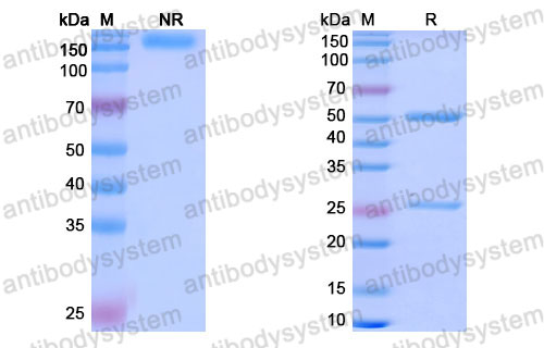 Валидация SDS-PAGE - AntibodySystem FRB96750