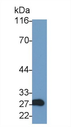 39546