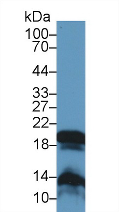 13049