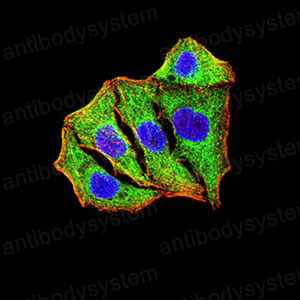 Валидация IF - AntibodySystem RHC07102