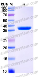 AHD10403, SDS-PAGE