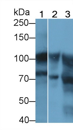20955