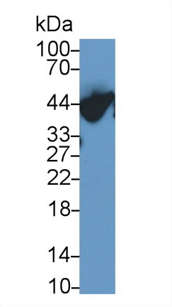 36145