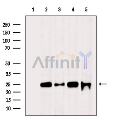 Валидация Affinity DF3694 - 14717