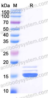 EHB90201, SDS-PAGE