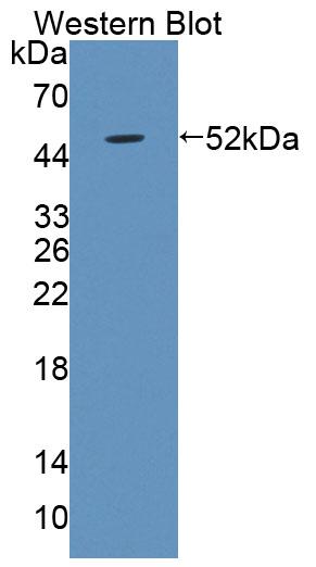 40330