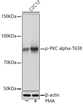 AP1045, вестерн-блоттинг, лизат клеток C2C12 (24835)