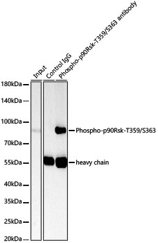AP1583, иммунопреципитация, экстракты клеток NIH/3T3 (27950)
