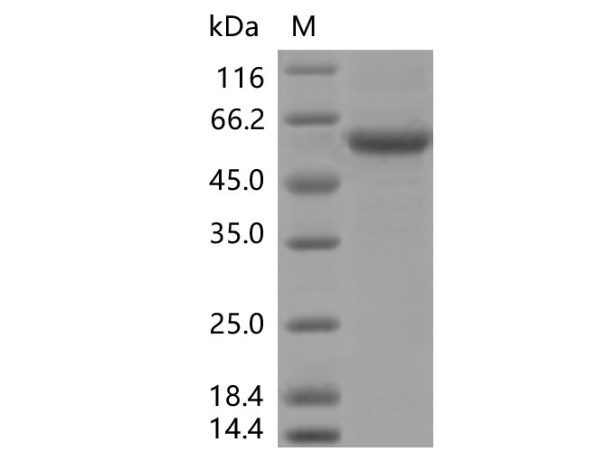 Валидация Elabscience PKSV030371(6109)