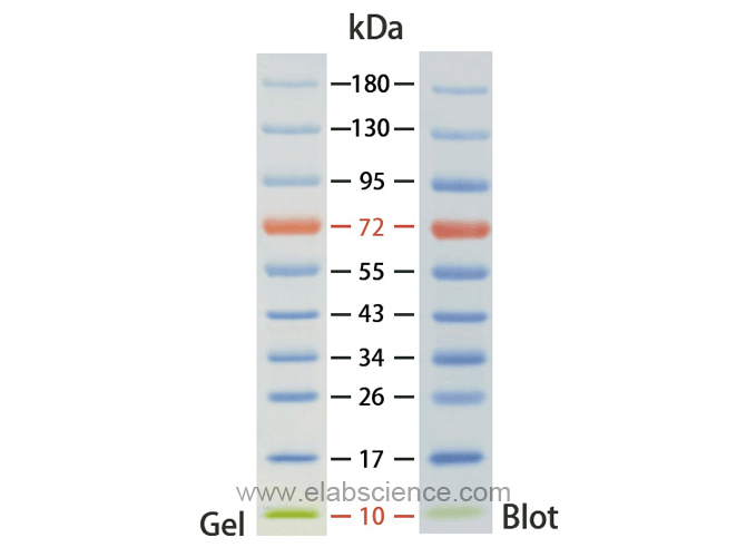 Фото Elabscience E-BC-R273
