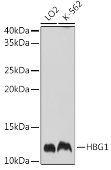 Валидация Elabscience E-AB-91025