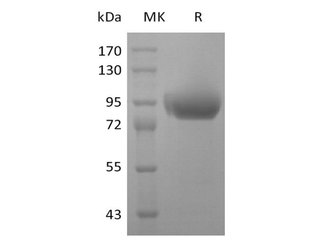 Валидация Elabscience PKSH033530(3831)