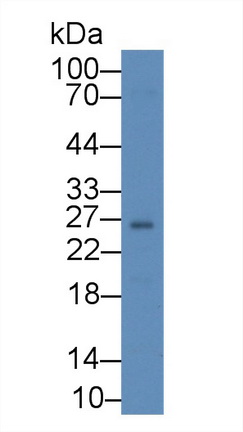 12443