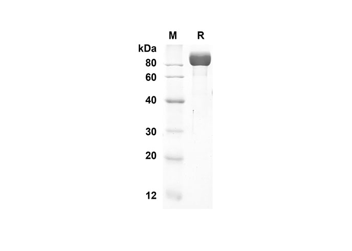 Валидация Elabscience PDMH100182(823)