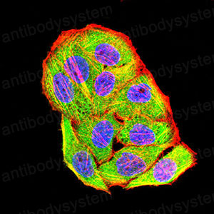 Валидация IF - AntibodySystem RHN98001
