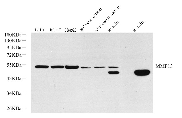 Валидация Elabscience E-AB-70346