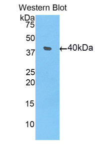 40904