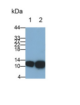 26852