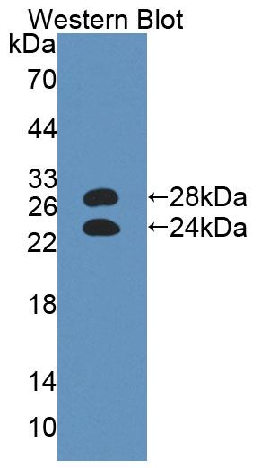 36146