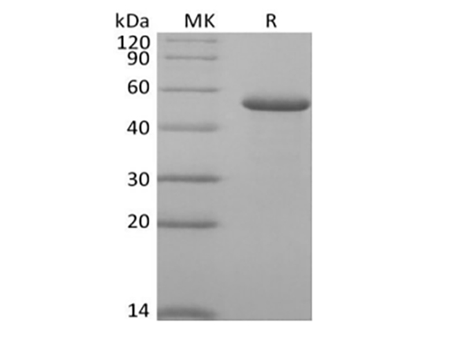 Валидация Elabscience PKSH034035(4266)