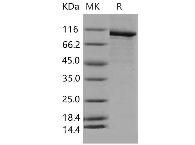 Валидация Elabscience PKSM040501(4496)