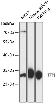 Валидация Elabscience E-AB-64303