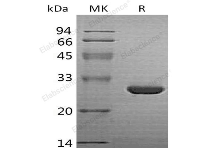Валидация Elabscience PKSH032529(2988)